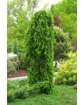 Ялина звичайна плакуча Інверса (перевернута) | Ель обыкновенная плакучая Инверса (перевернутая) | Picea abies Inversa